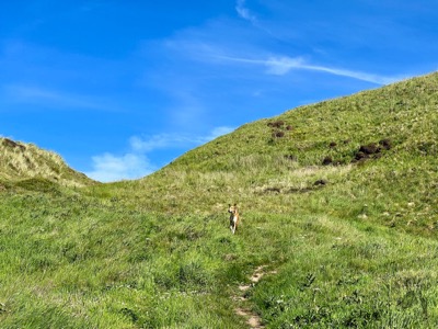 Henry auf dem Berg